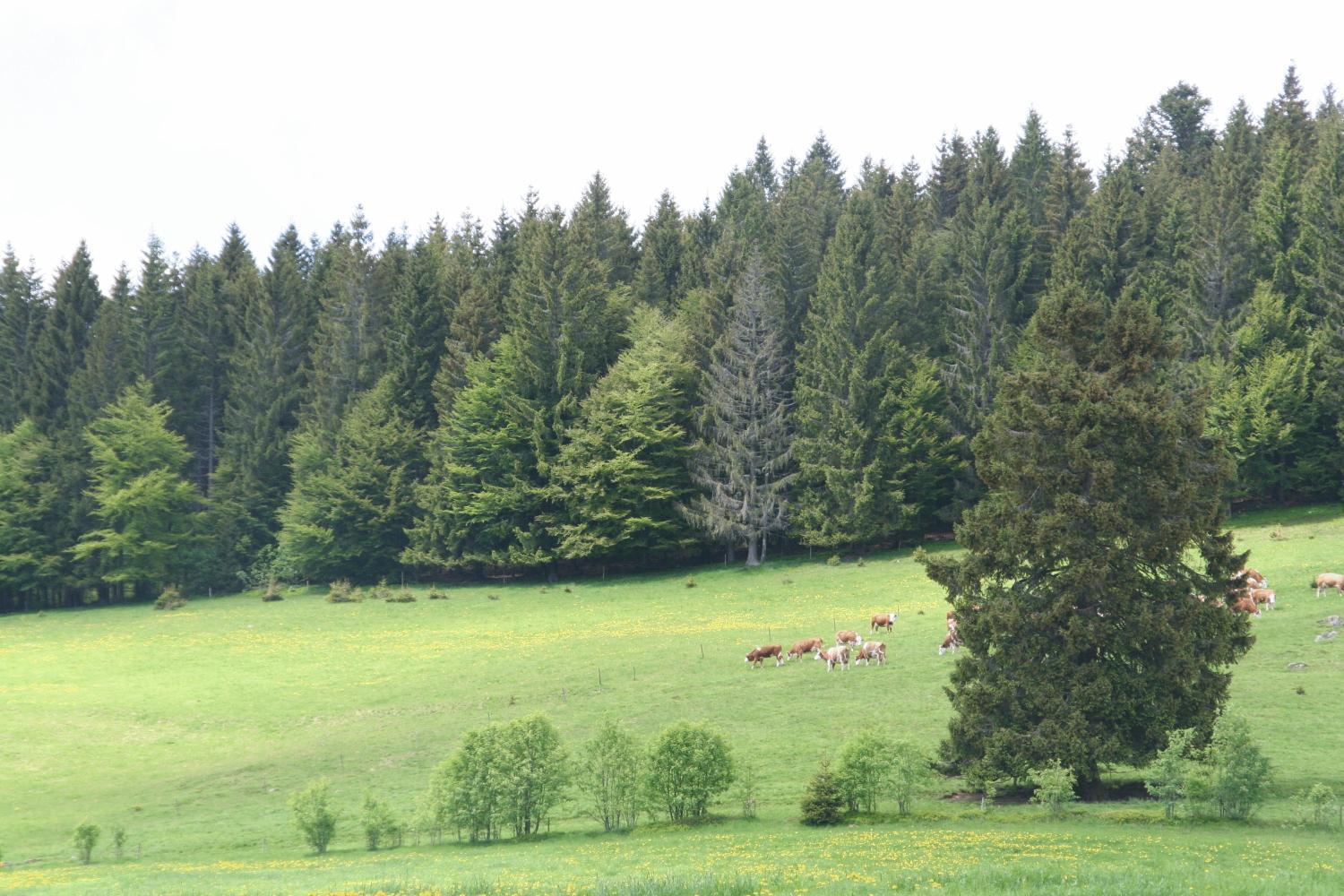 Hotel Gasthaus Hirschen Im Hochschwarzwald Todtnau Nahe Feldberg Exteriér fotografie